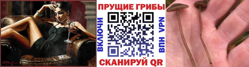 Галлюциногенные грибы мухоморы  Купить где  Лахденпохья 